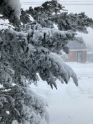 24th Dec 2022 - Snowy Branches 