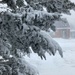 Snowy Branches  by spanishliz