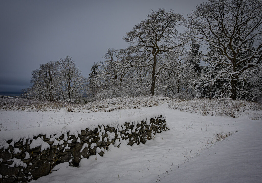Stone wall and trees by theredcamera