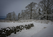 23rd Dec 2022 - Stone wall and trees