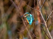 24th Dec 2022 - Kingfisher!