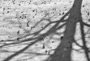 24th Dec 2022 - Tree shadow, leaves, snow