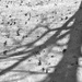 Tree shadow, leaves, snow by lsquared