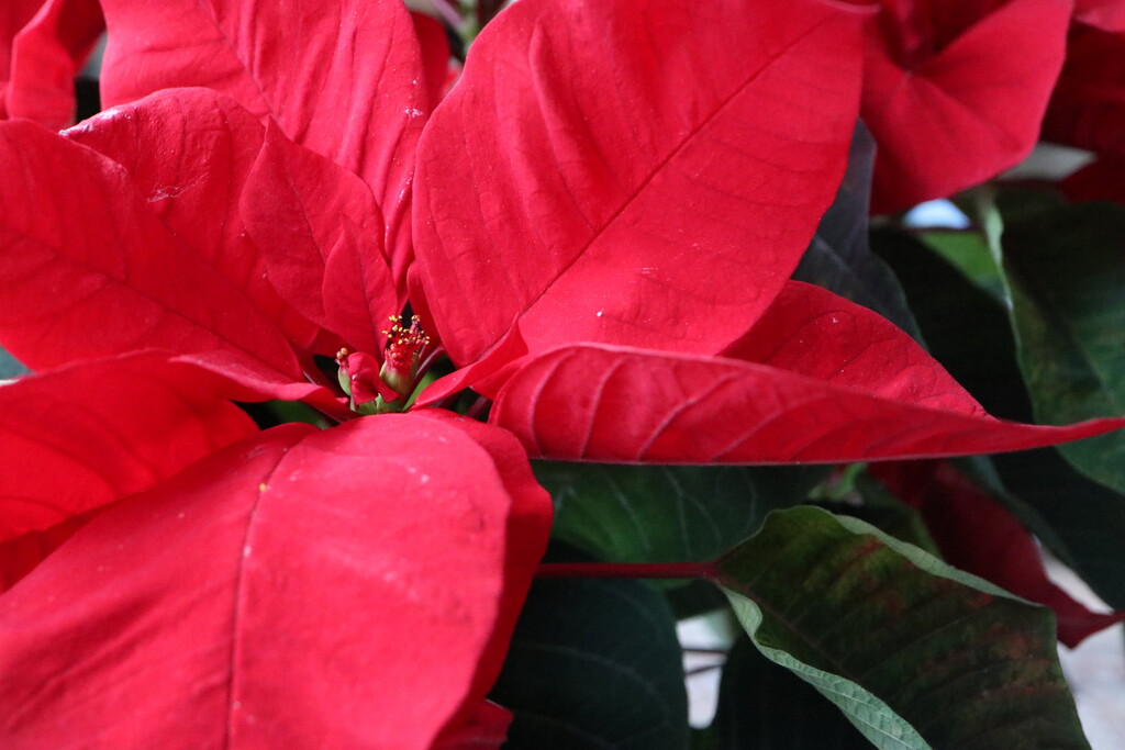 A Red Poinsettia by 365projectorgheatherb