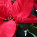 A Red Poinsettia by 365projectorgheatherb