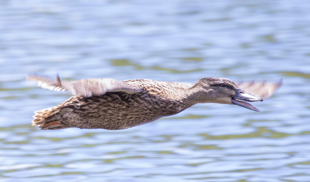 Native Grey duck coming in to land  by creative_shots