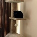 Cat on cat tree by metzpah