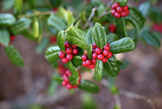 24th Dec 2022 - Holly Berries 