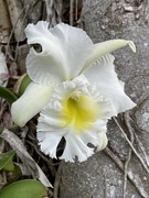 21st Dec 2022 - Tree Orchid