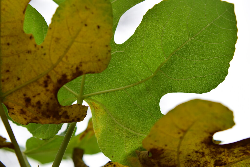 Backlit Fig Leaves about to Fall by matsaleh