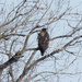 Juvenile Bald Eagle  by rminer