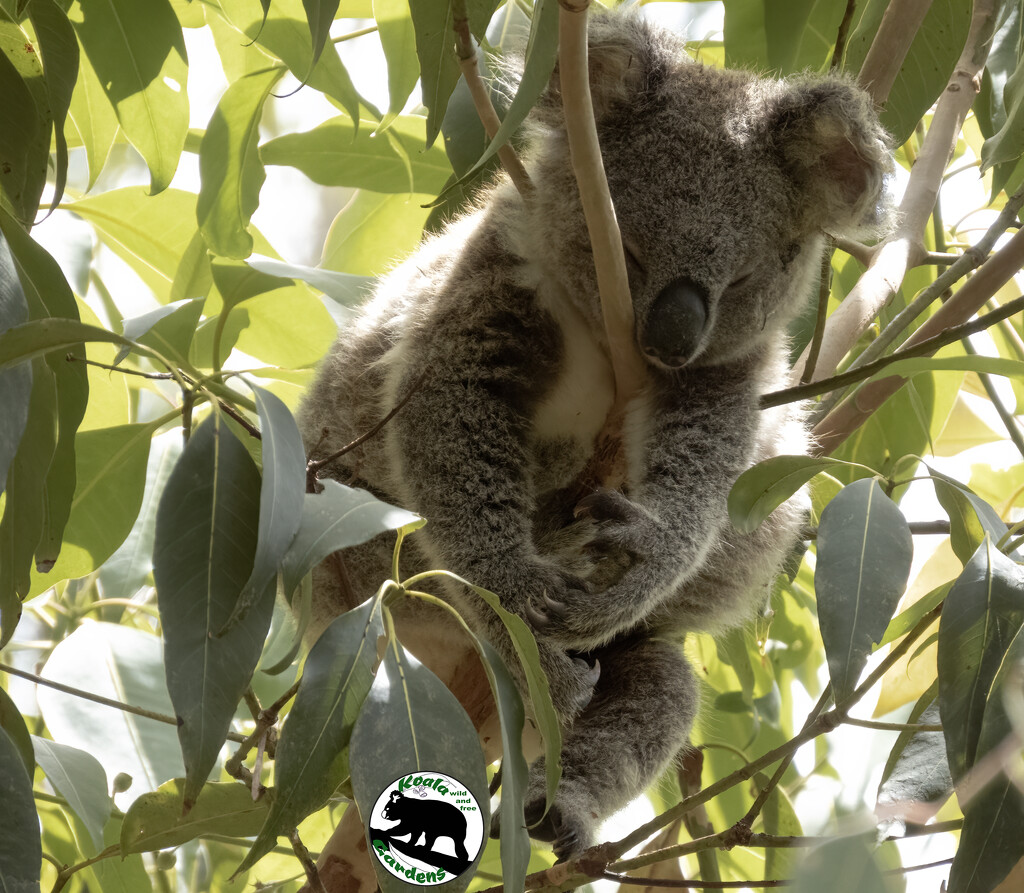 that's Hopeful sleeping by koalagardens