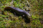 25th Dec 2022 - Northwestern Salamander