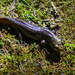 Northwestern Salamander by jgpittenger