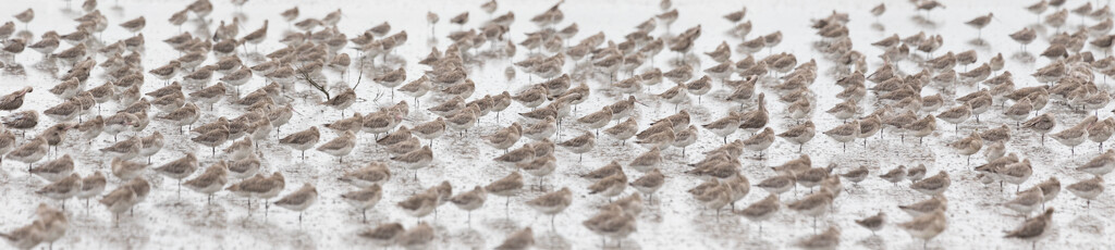 All quiet on mud flat front- between tides so the Godwits are waiting...  by creative_shots
