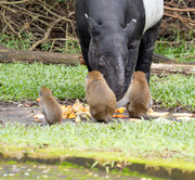 15th Dec 2022 - A Malaysian Tapir.