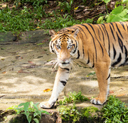 16th Dec 2022 - Malaysian Tiger 