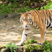 Malaysian Tiger  by ianjb21