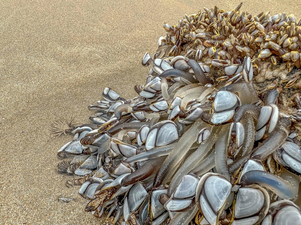 Goose necked barnacles by pusspup