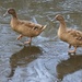 LHG_8753_ Skating ducks by rontu