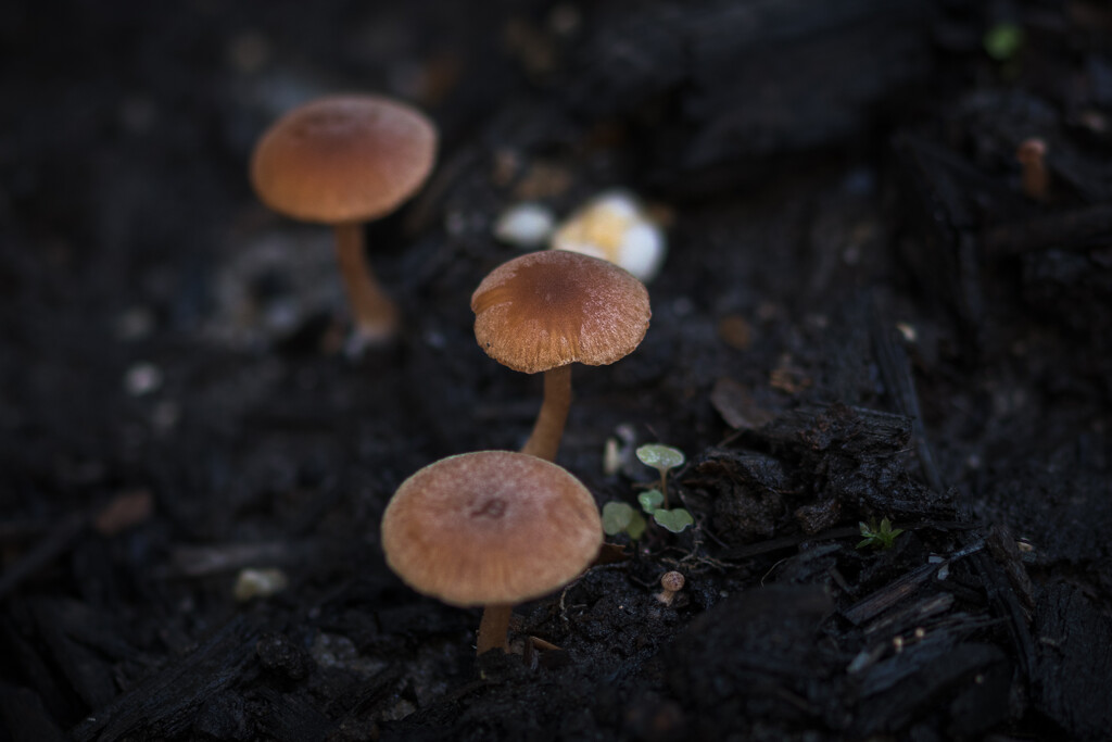 Mushrooms by swchappell