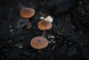 1st Oct 2022 - Mushrooms