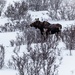 Miss Moose by farmreporter