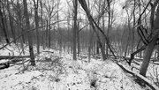 26th Dec 2022 - Winter Wood