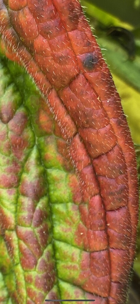 Ultra Violet causing leaf reddening.  by antlamb