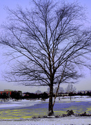 26th Dec 2022 - Barren tree at bottom of Guitar Lake