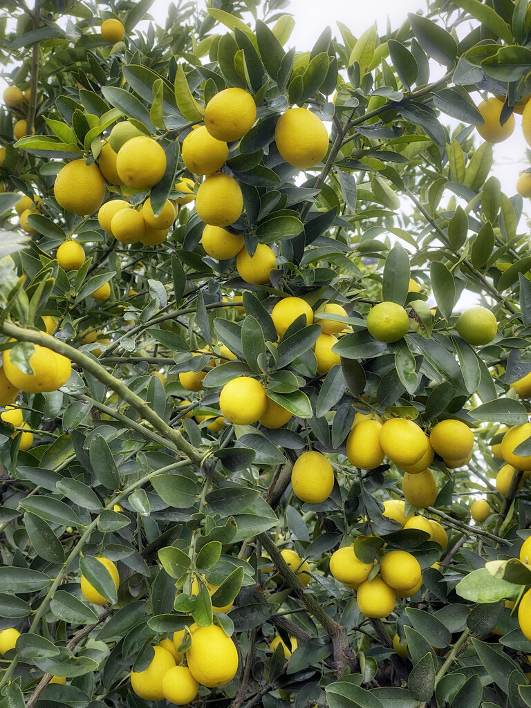 Lemons  by joysfocus