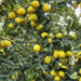 Lemons  by joysfocus