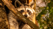 24th Dec 2022 - Ms Rocky Raccoon, Checking Things Out!