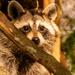 Ms Rocky Raccoon, Checking Things Out! by rickster549
