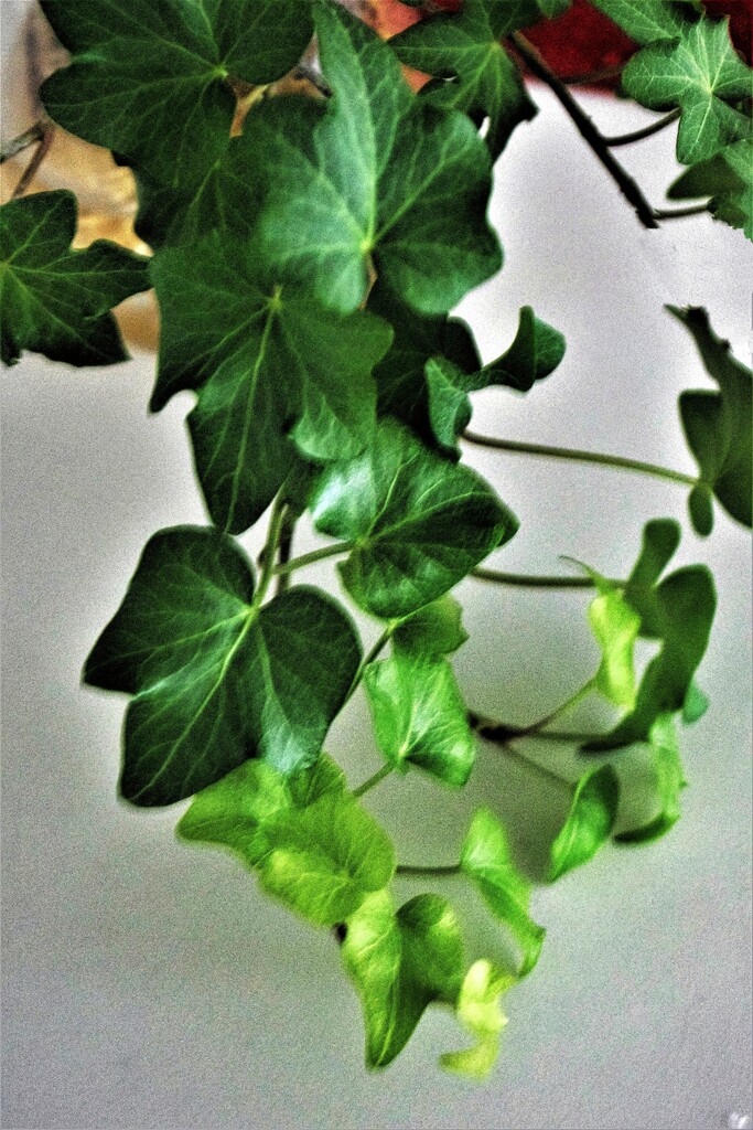 Ivy by sandlily