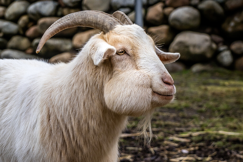Bill E. Goat by cdcook48