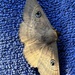 Moth on blue towel by nannasgotitgoingon