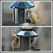27th Dec 2022 - Mr and Mrs Greenfinch