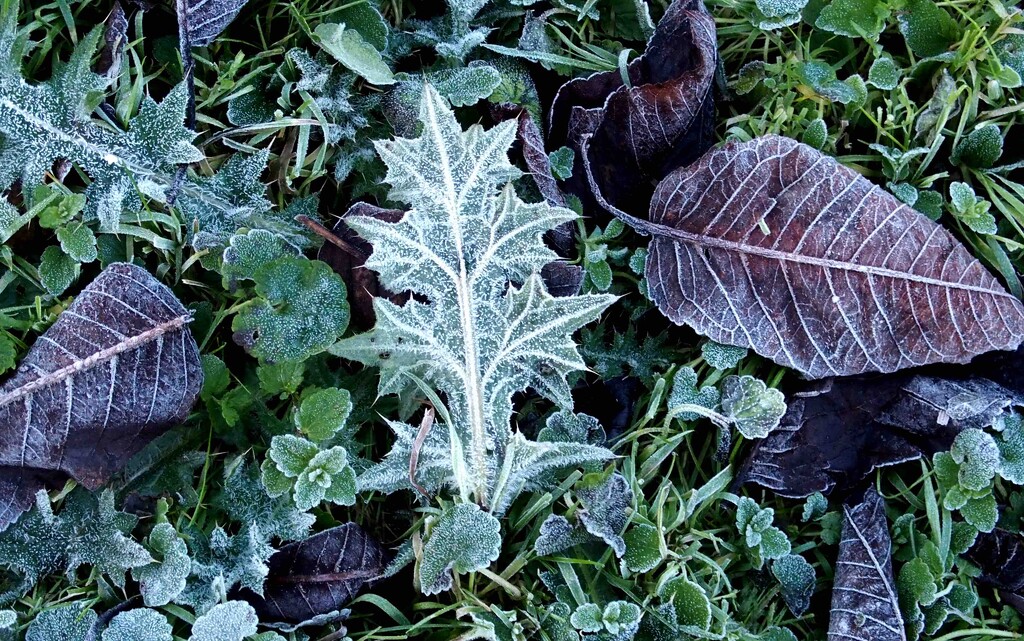 Frosty Leaves by arkensiel