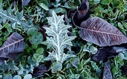 27th Dec 2022 - Frosty Leaves