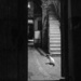 Cat in the Doorway by jyokota