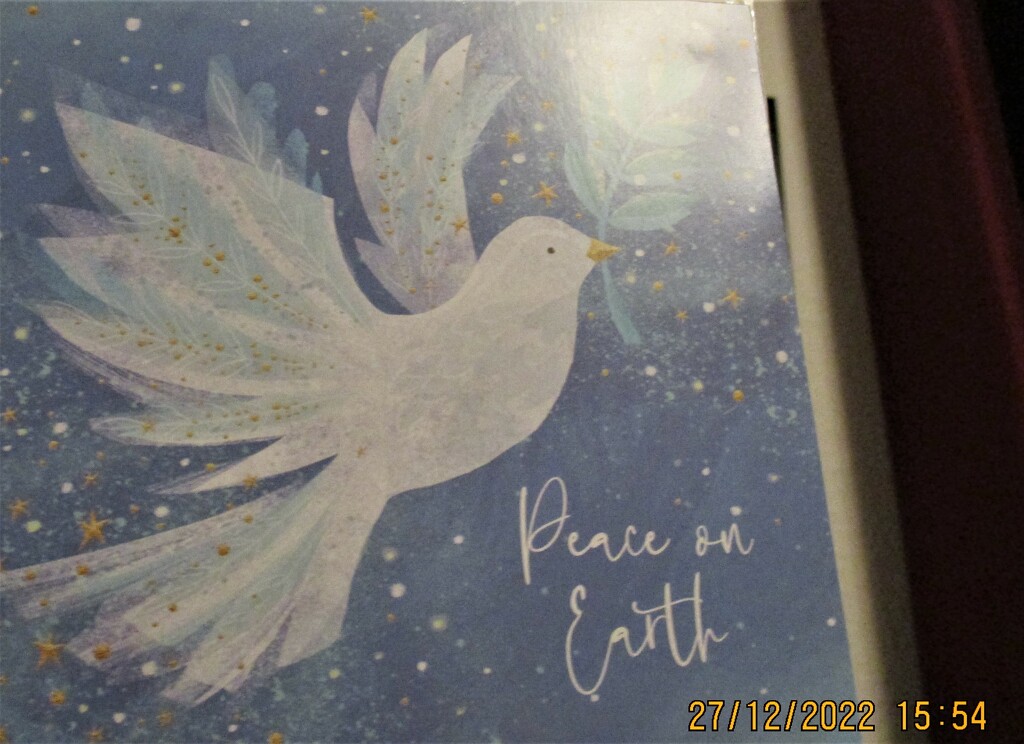 Peace Dove. by grace55