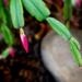Christmas Cactus by 365projectorgchristine