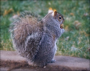 27th Dec 2022 - Squirrel, Nut, and Glowing Ears