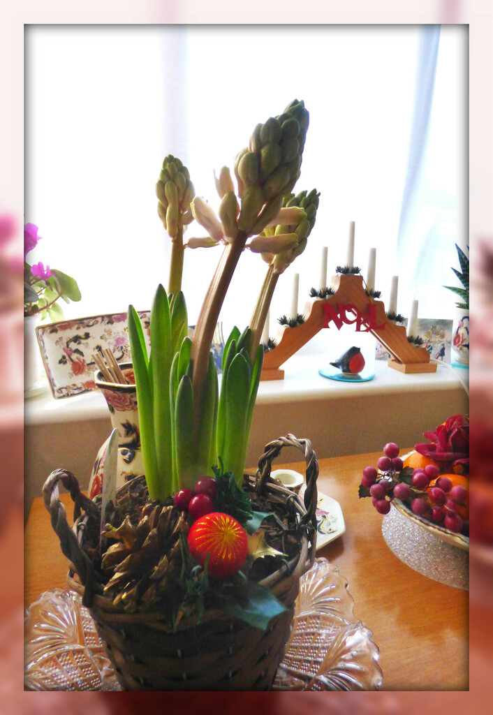 Hyacinth - Christmas pressie!!  by beryl