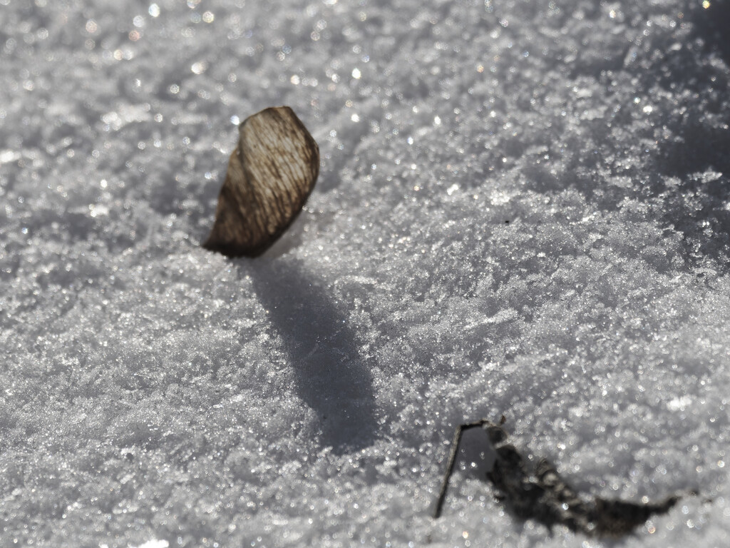 maple seed in the snow by rminer