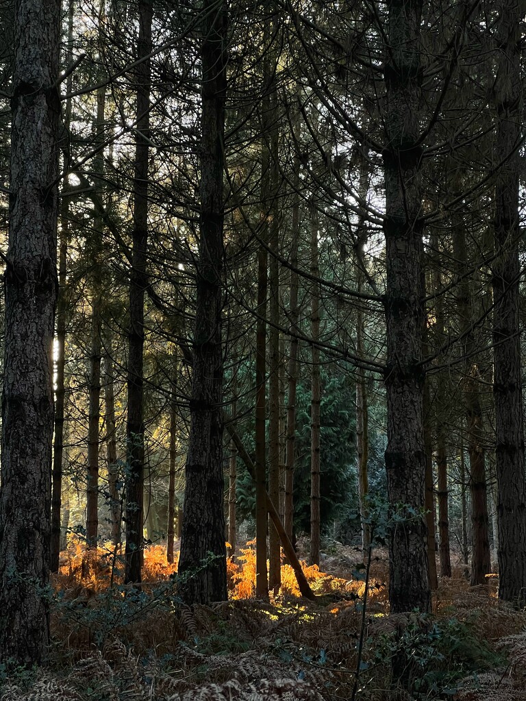 Another woodland walk by gaillambert