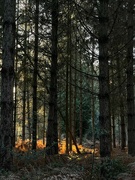 26th Dec 2022 - Another woodland walk