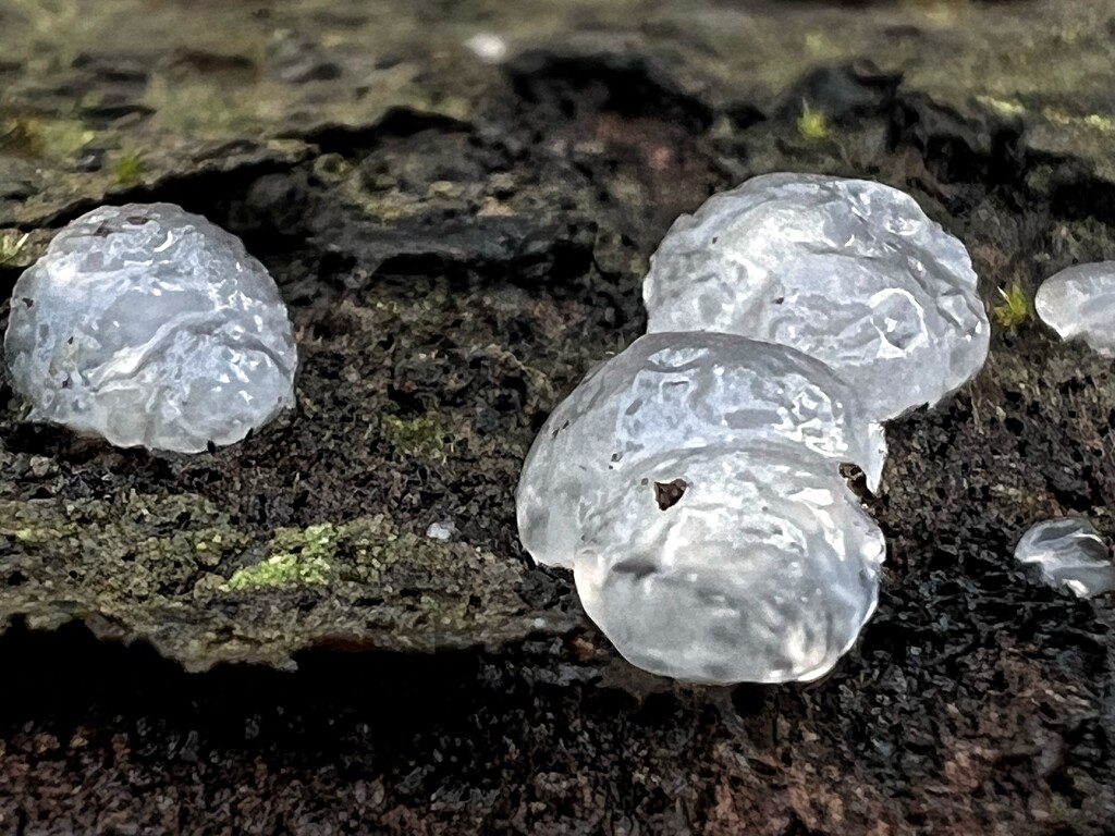 Crystal Brain Fungus by gaillambert