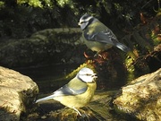 27th Dec 2022 - Bluetits - Two for the Price of One